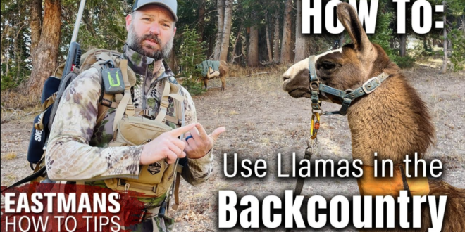 How to Use a Llama for Hunting or Backpacking - Eastmans' Official Blog ...