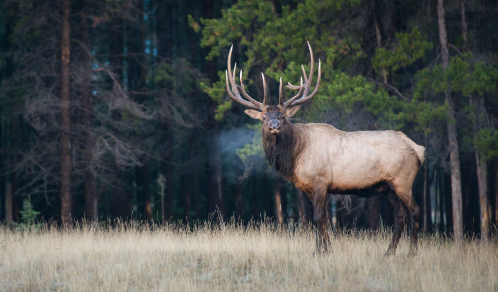 Arizona: Jump Into The ‘Pool’ For Population Management Hunts ...