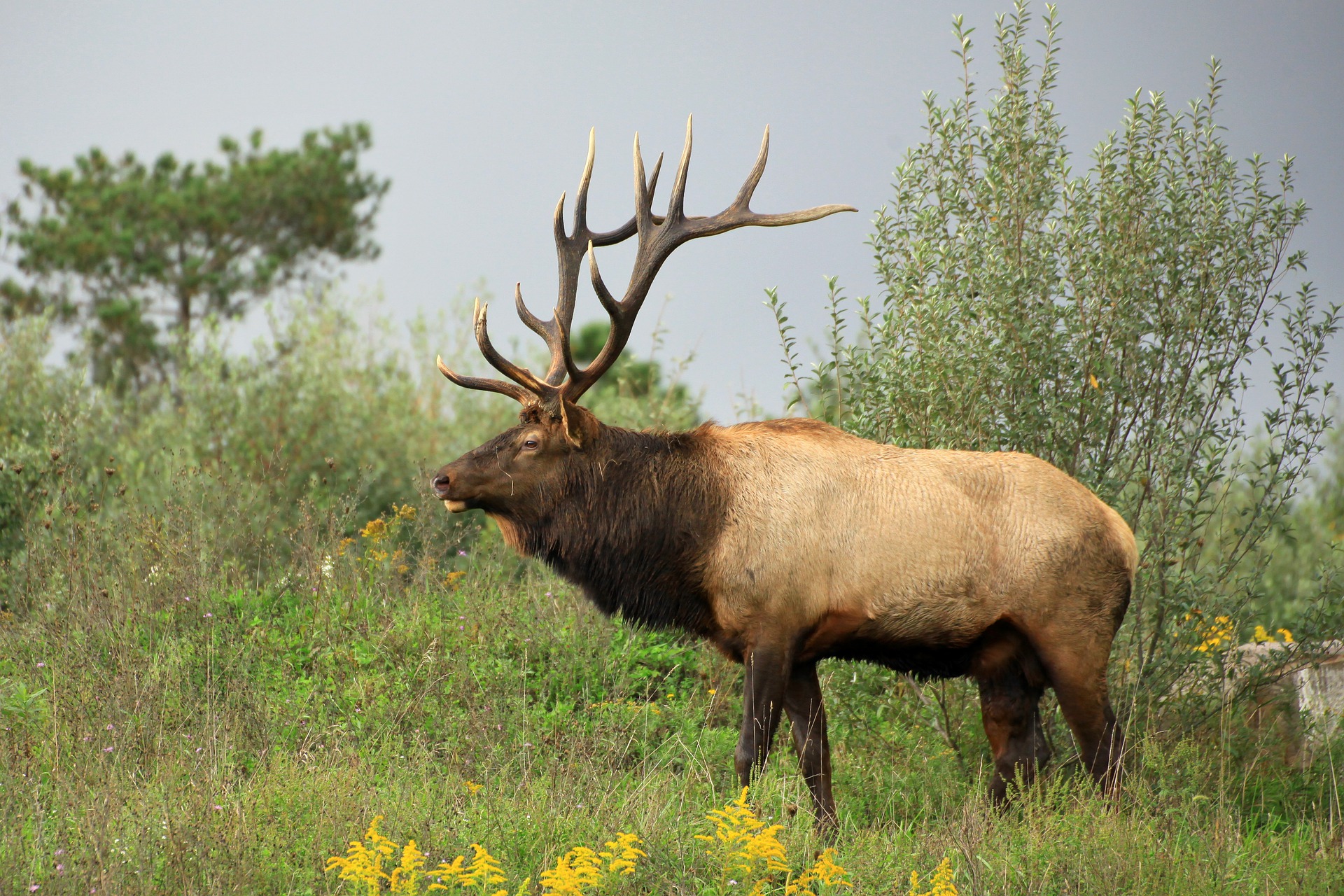 Colorado Kills OTC Elk Tags Hunting And Fishing News Blog Articles