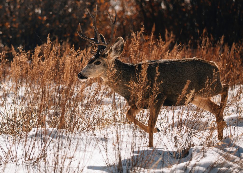 Montana Region 7 Deer Populations Cut In Half - Eastmans' Official Blog ...