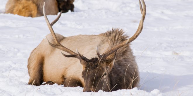 Harsh Realitywinter Can Be A Killer Eastmans Official Blog Mule Deer Antelope Elk 3568