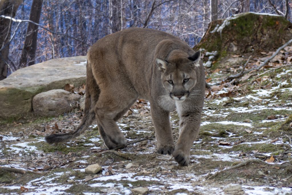 Cougars Taking Over Colorado Eastmans' Official Blog Mule Deer