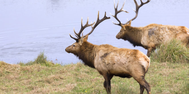 80 For 80 Utah Pushes Elk To Higher Ground Eastmans Official Blog Mule Deer Antelope Elk 0883