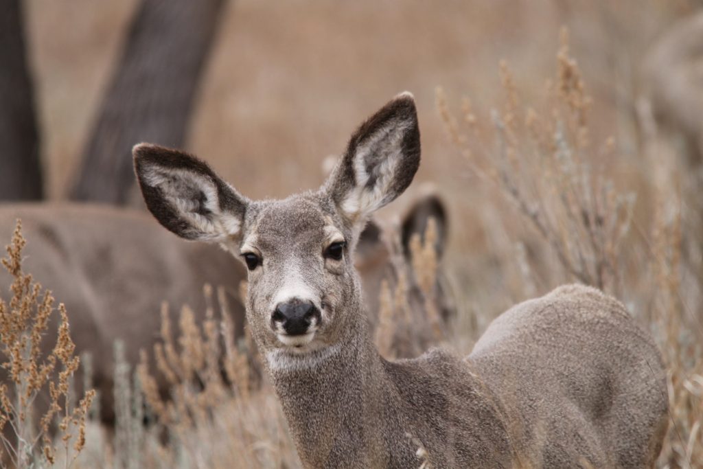 Idaho's Top Deer Units 2019 Edition! Eastmans' Official Blog Mule Deer, Antelope, Elk