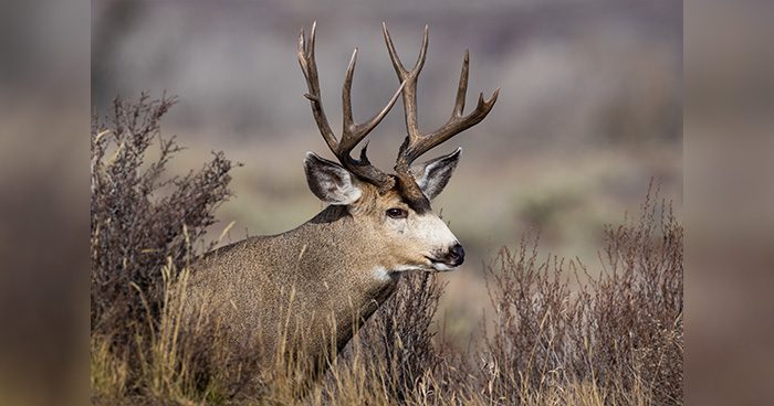 Why I Won’t Hunt Mule Deer In Regions G & H - Eastmans' Official Blog ...