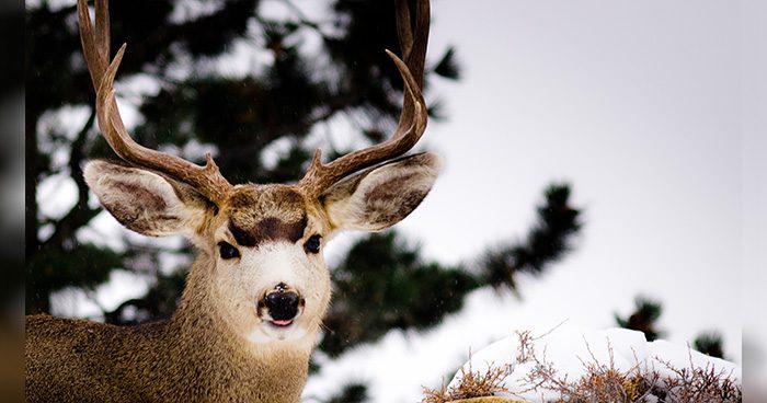 Former Wyoming Poacher Facing Prosecution - Eastmans' Official Blog ...