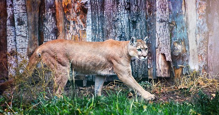 Mountain Lion Hunting Ban Filed In Colorado - Eastmans' Official Blog ...