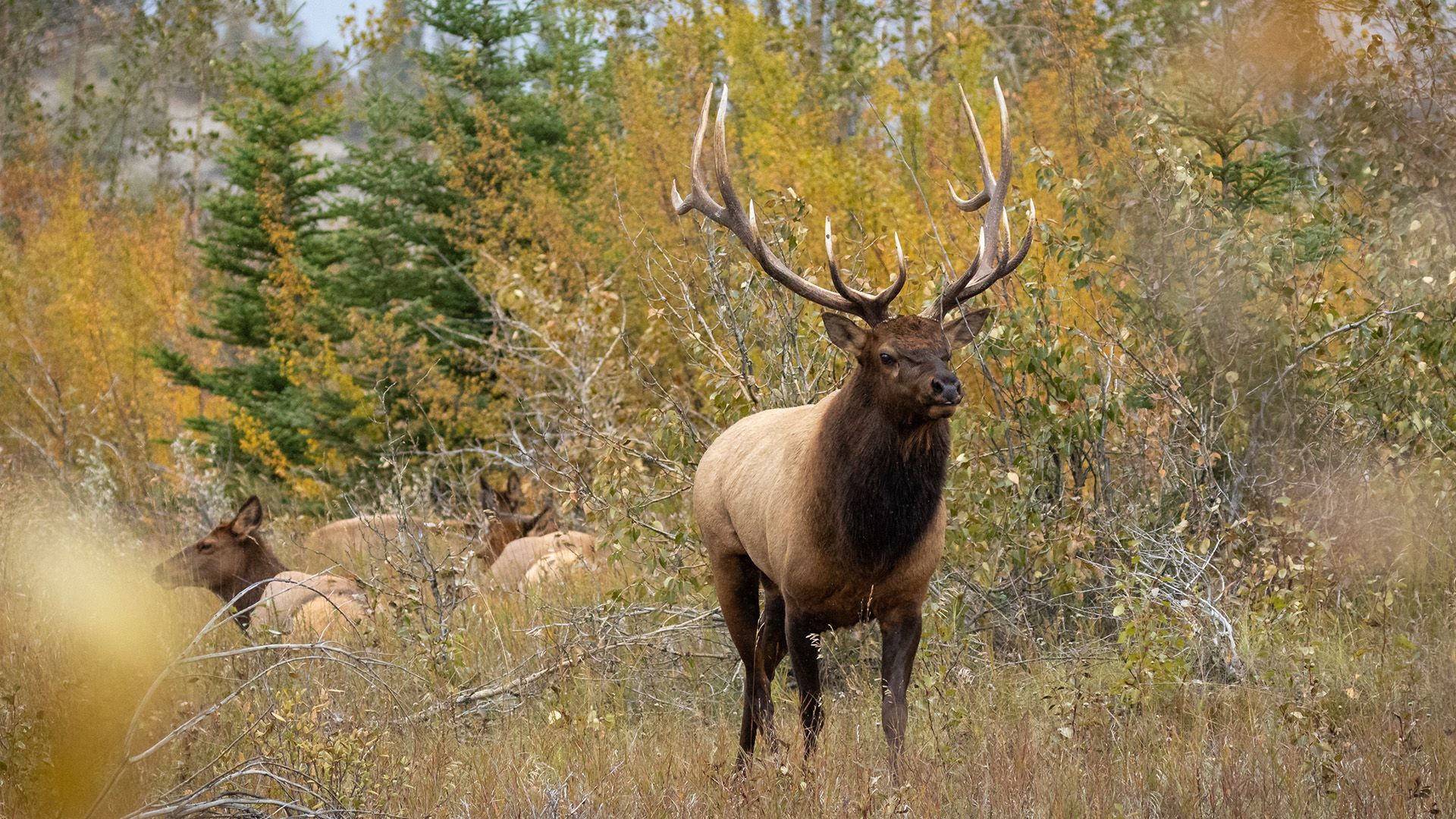 Idaho Changing Nonresident Elk and Deer Tag Purchase Eastmans