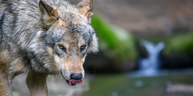 General Areas Inhabited by Gray Wolves in Colorado – July 2025 Update ...