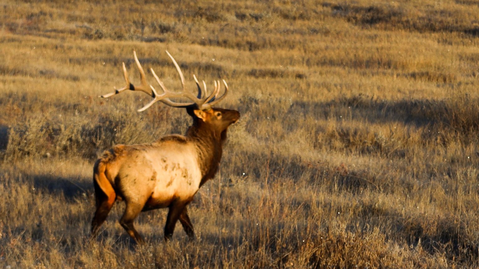Idaho 2025 Fall Hunting Season Outlook - Eastmans' Official Blog | Mule
